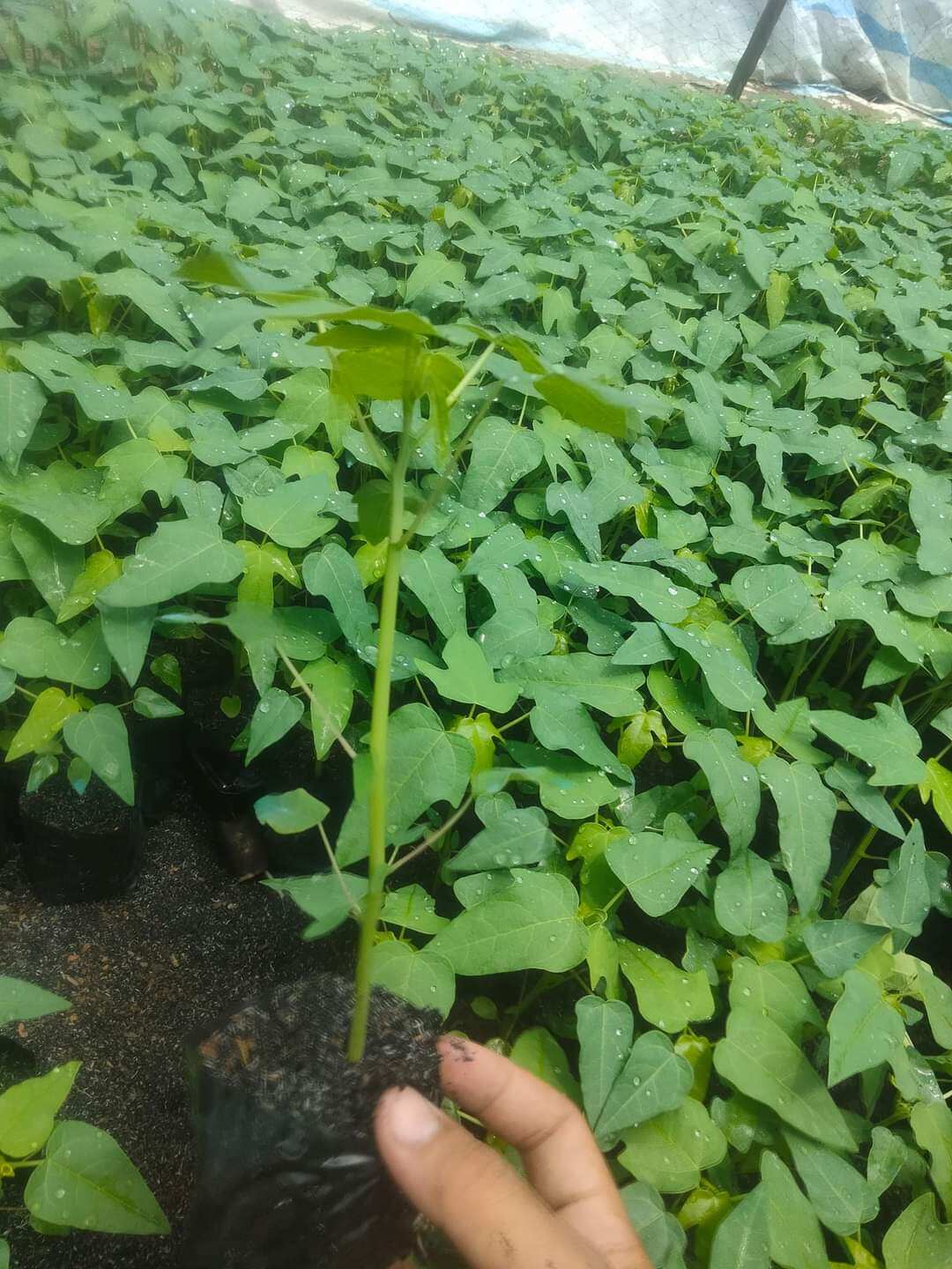 Cây giống đu đủ lùn ruột vàng 5 cây