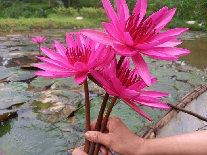 8 củ hoa súng đà lạt trồng chậu
