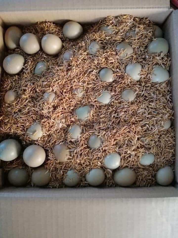 5 quả trứng chim tri đỏ ăn (ăn rất bổ ạ)