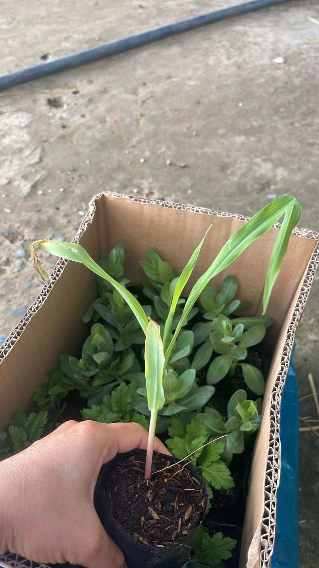 5 cây bắp bầu đất