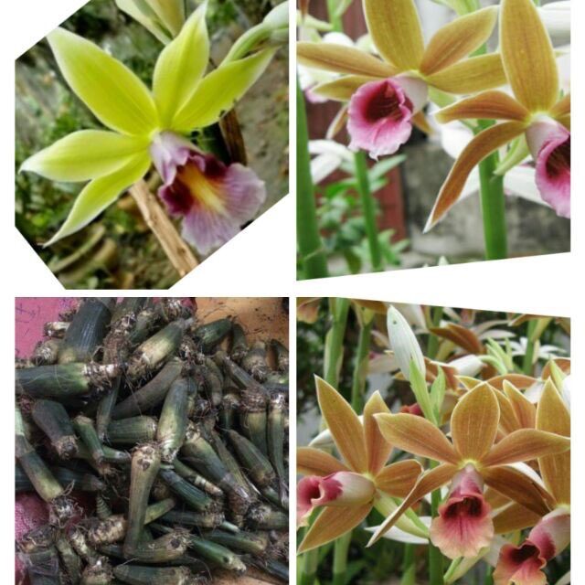Địa Lan hạc đỉnh (1 củ)