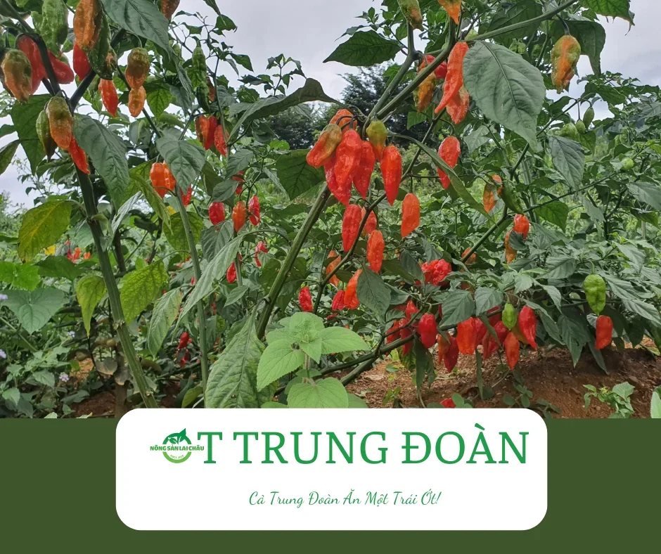 Hạt Giống Ớt Trung Đoàn F1 (Siêu Cay)