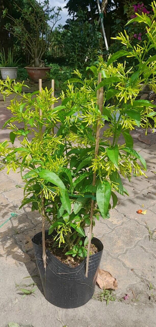 Cây dạ lý hương hoa thơm