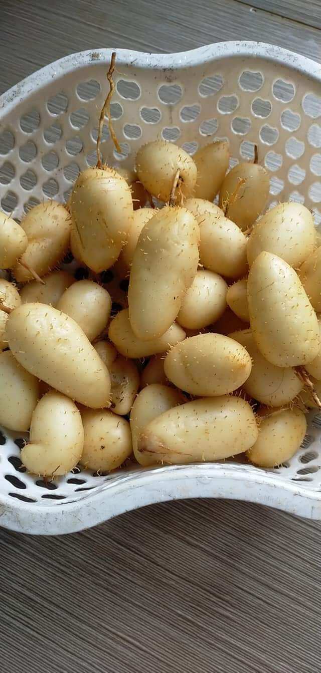 Combo 3kg củ lùn miền tây ngon ngọt củ to