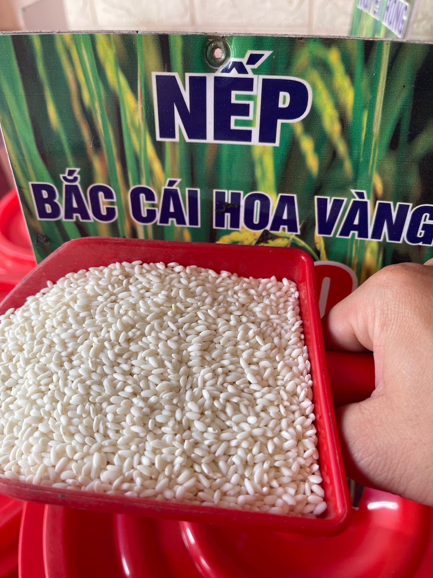 Nếp Bắc cái hoa vàng
