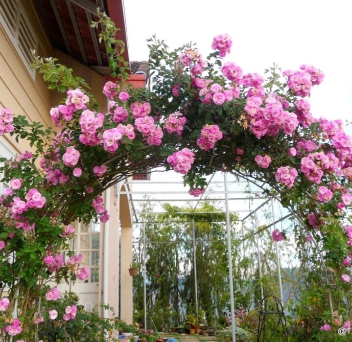 Hạt giống hoa hồng leo