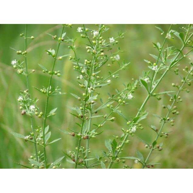 Cây cam thảo đất khô 1kg xanh thơm sạch.