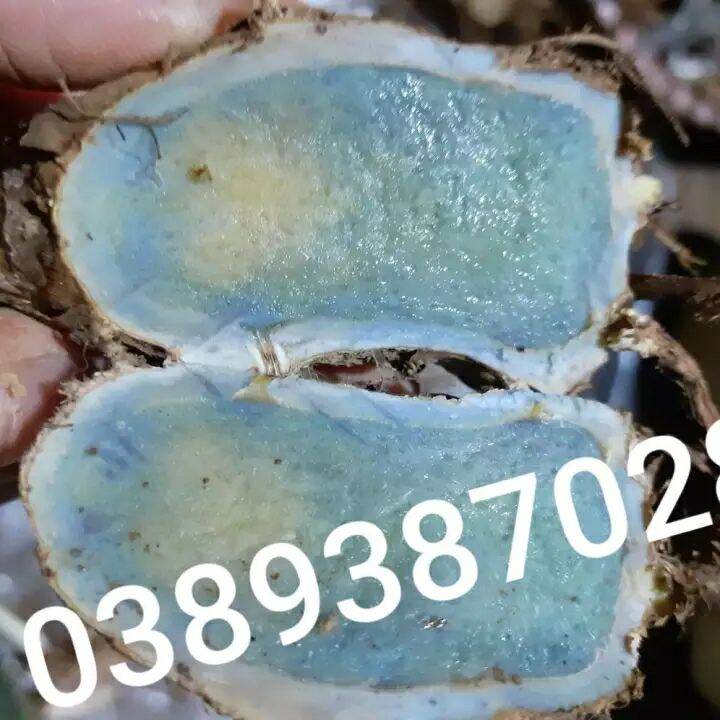 củ nghệ xanh đen, 500g