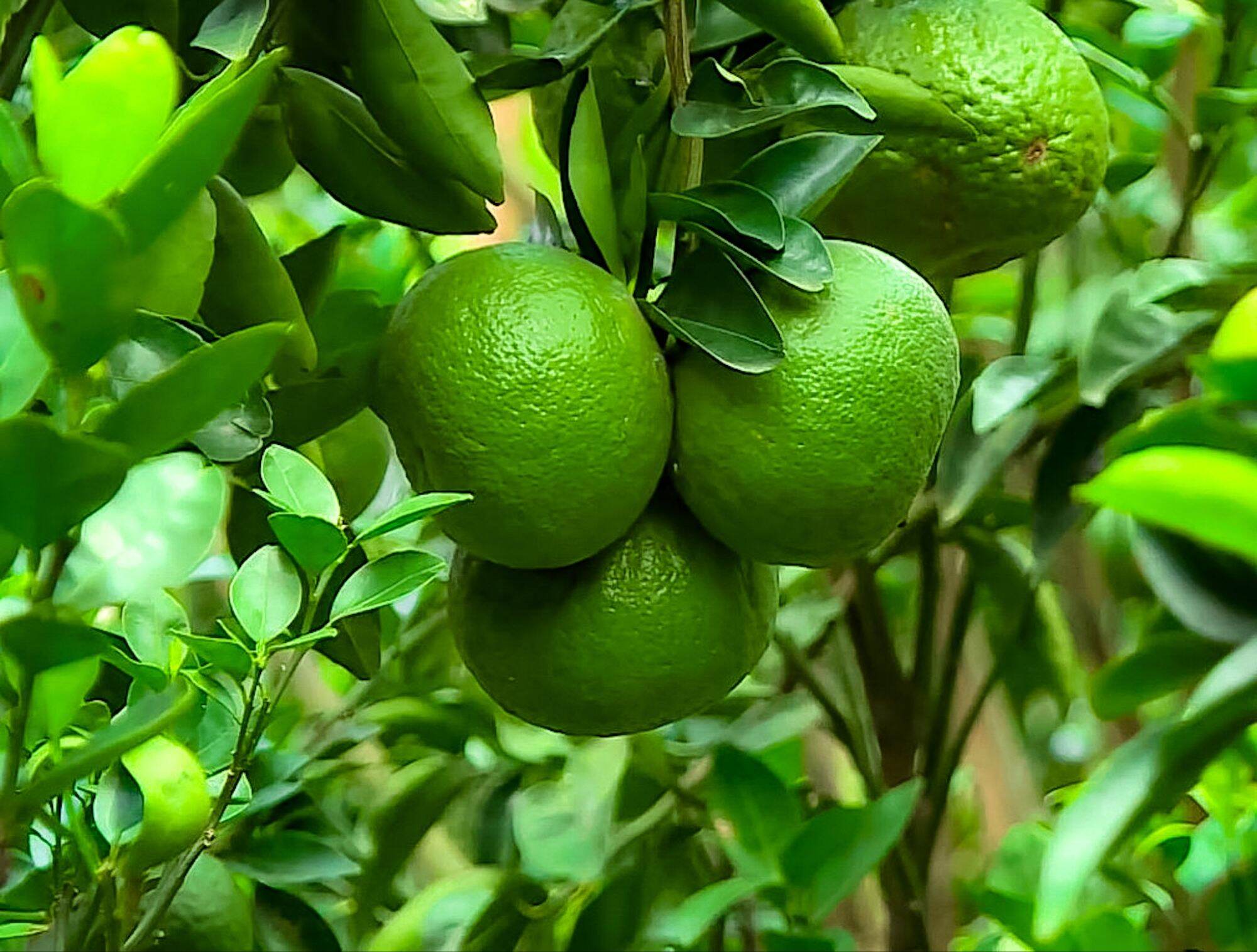 CÂY GIỐNG CAM SÀNH
