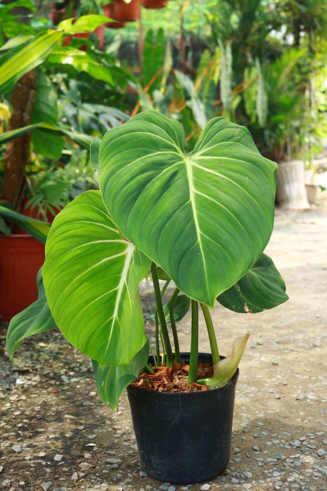 Philodendron Gloriosum plant- Cây trầu gloriosum