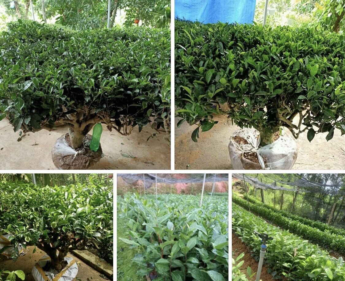 Combo 5 cây Chè xanh thái nguyê , cây chè cao 40cm. chè xanh, cây chè khổng lồ, cây chè xanh