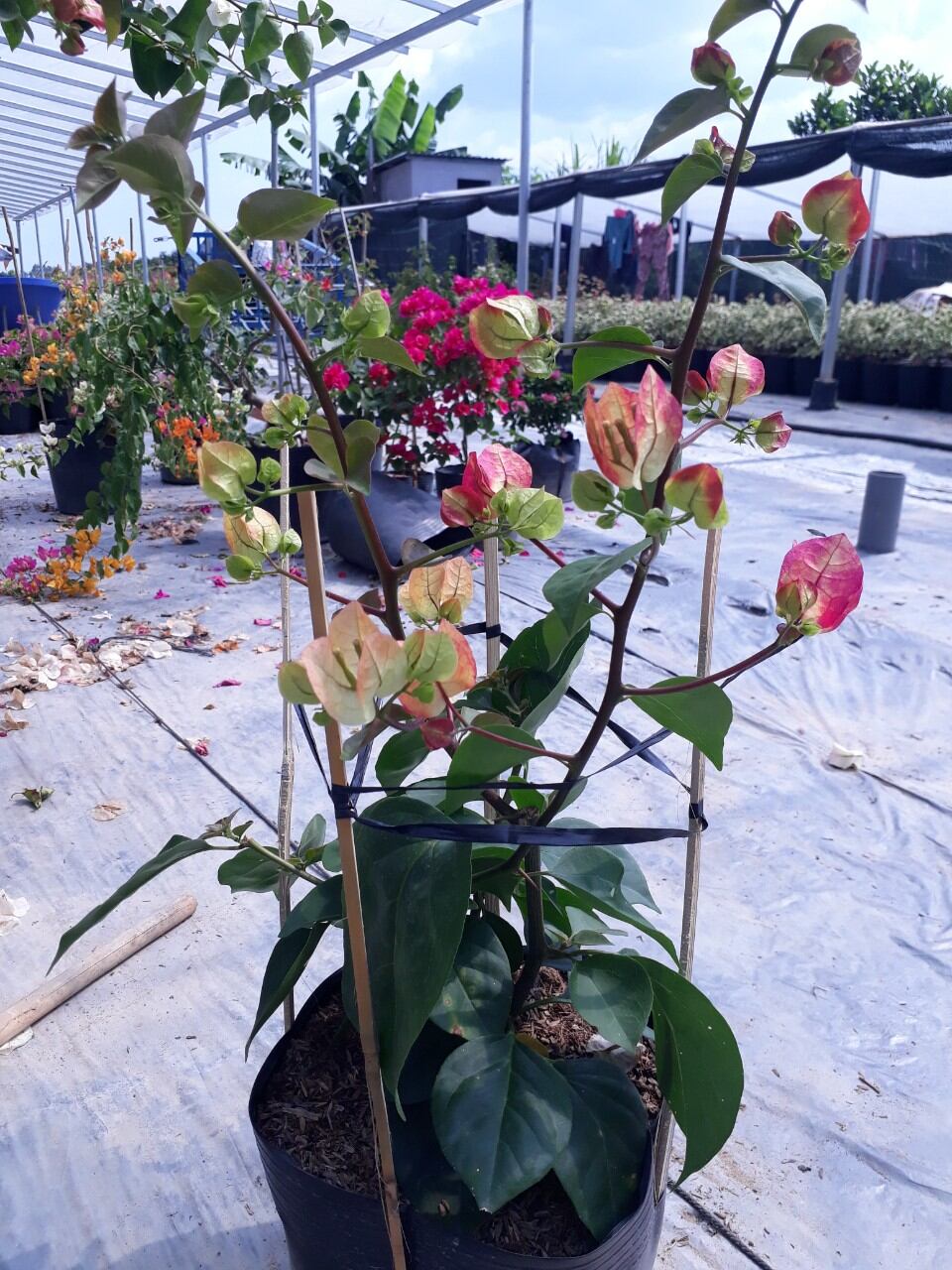 HOA GIẤY ẤN ĐỘ (CÂY NHƯ ẢNH SỐ 4,5)