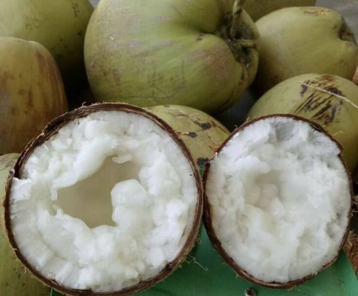 Dừa sáp đạc bi trái 0,5-0,7kg