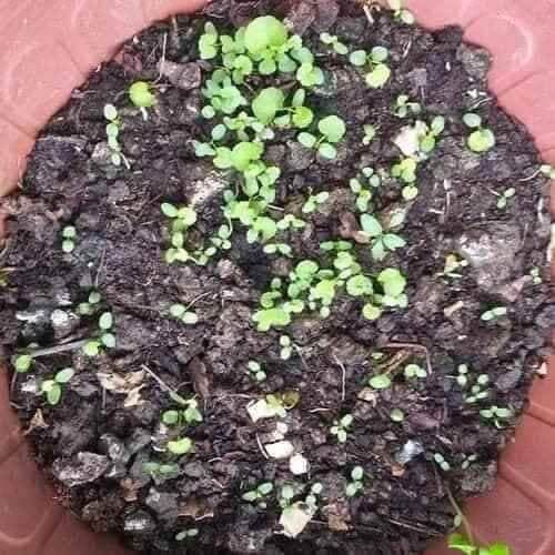 HẠT GIỐNG RAU MÁ hói 1 gram
