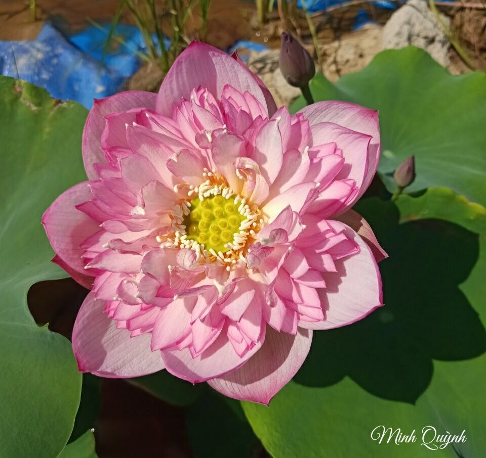 Củ sen giống các loại (sen trung)