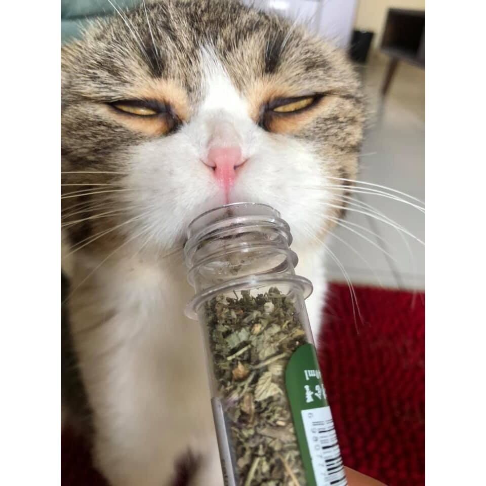 Ống cỏ bạc hà Catnip cho mèo