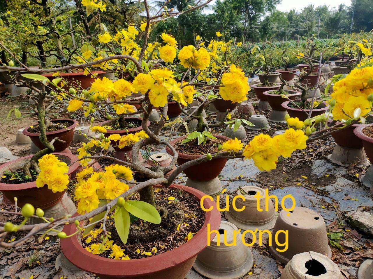 Hoa mai cúc thọ hương cây giống chuẩn