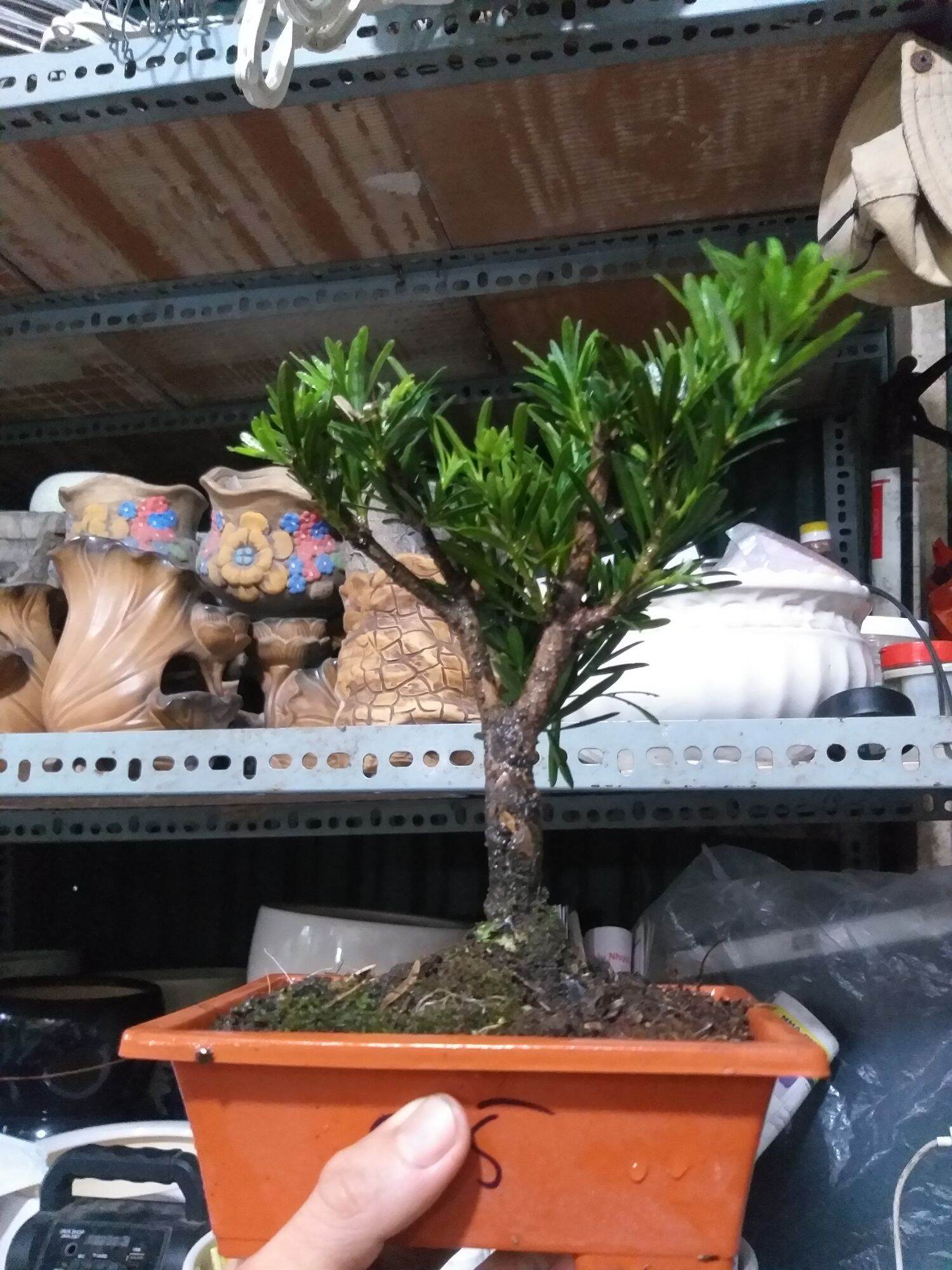 Van Niên Tùng bonsai mini