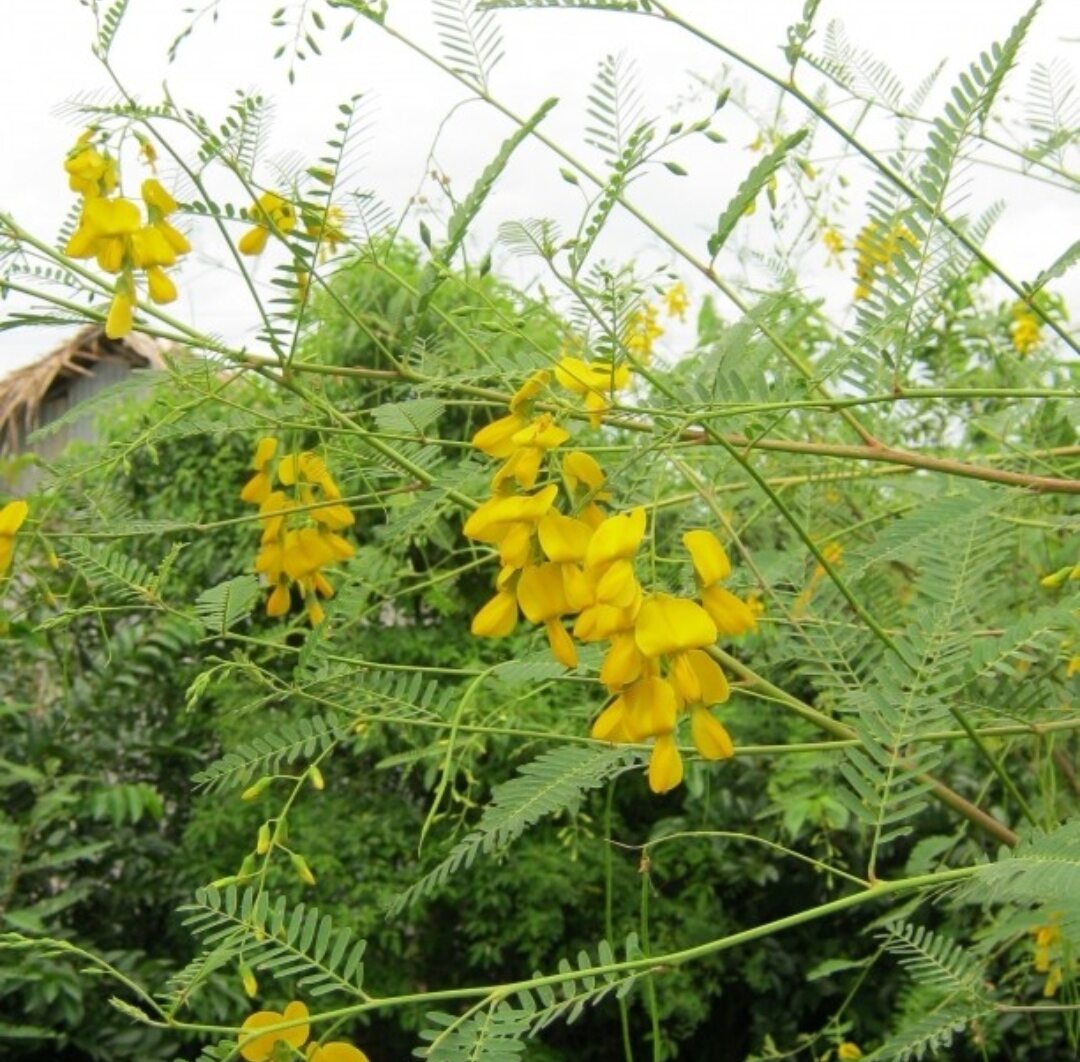 Hạt Giống Bông Điên Điển