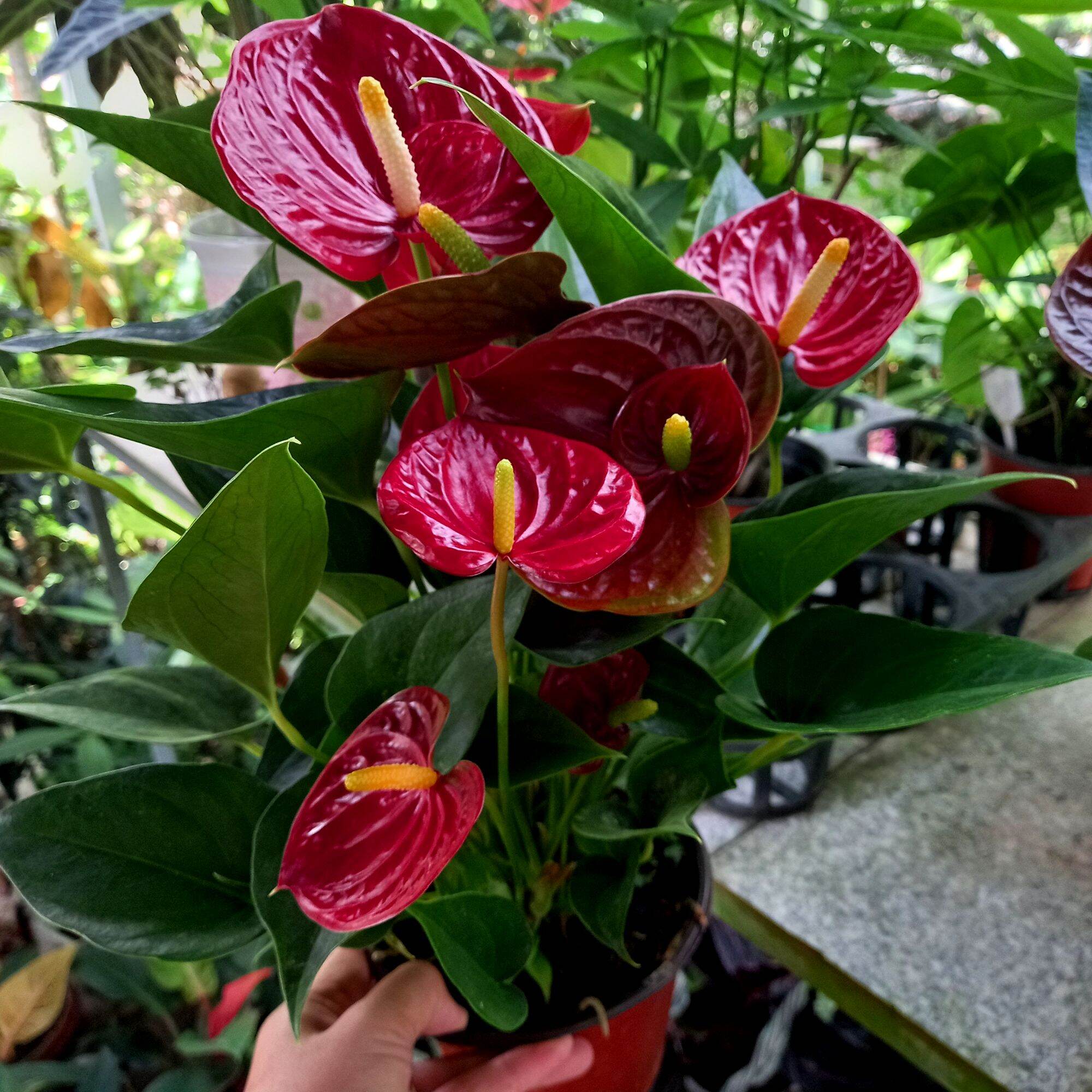 Cây Hồng Môn đỏ