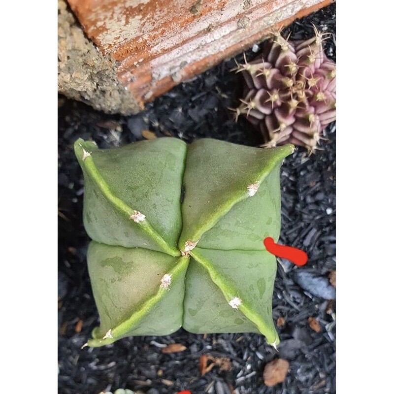 Xương Rồng Astro 4 Cạnh