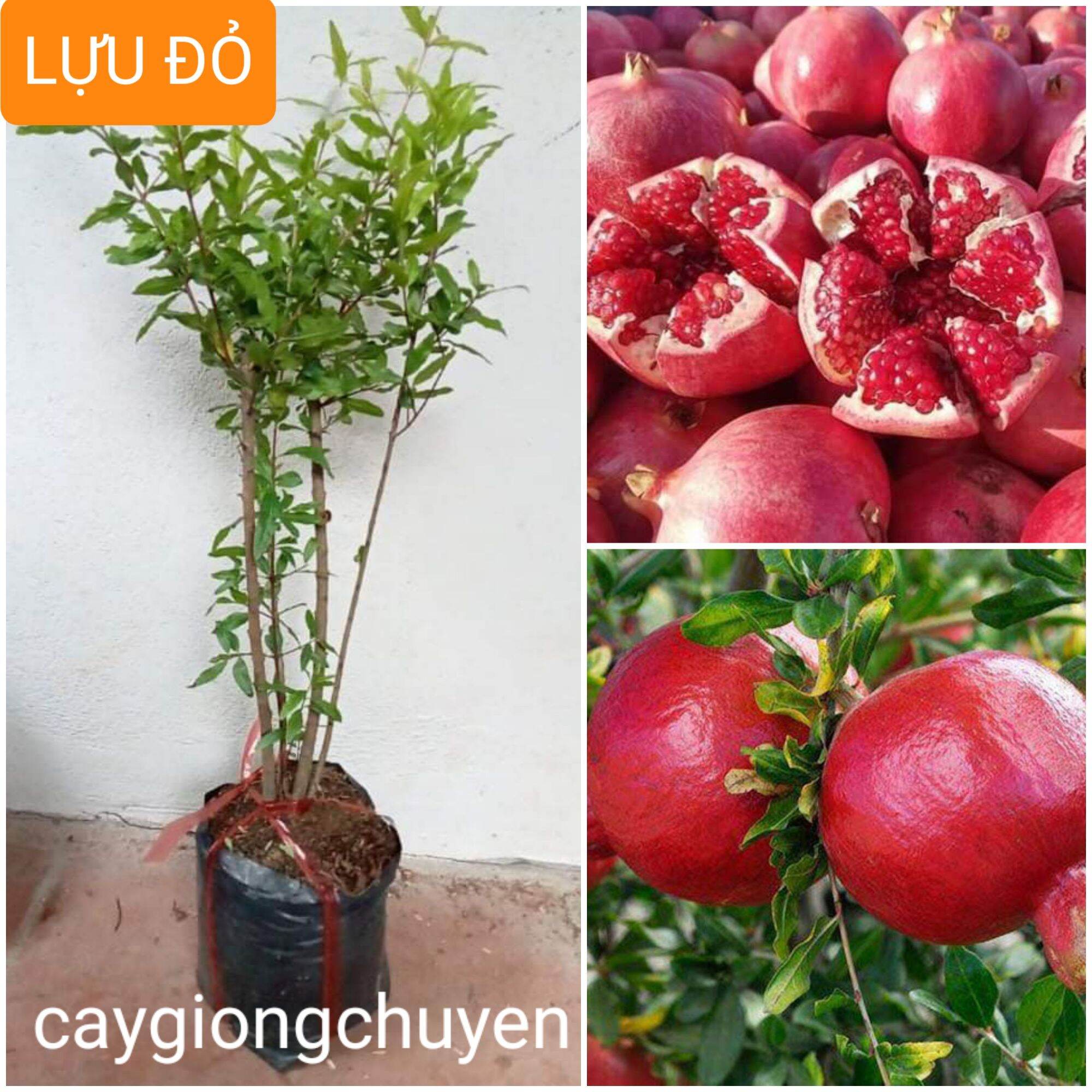 Cây giống lựu đỏ