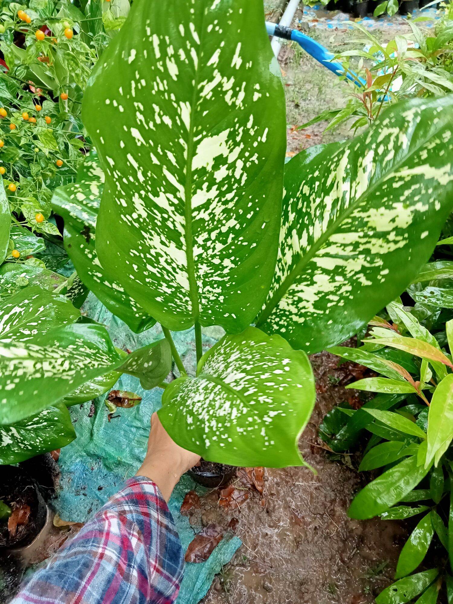 CÂY VẠN NIÊN THANH.CÂY TO 50cm Trở lên (ảnh thật)