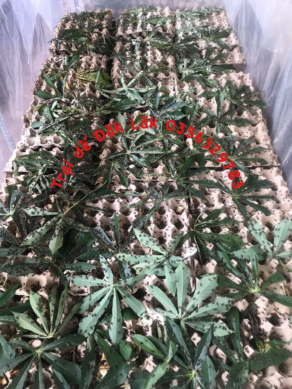 Trứng dế mèn thái vàng 48h trứng nhiều