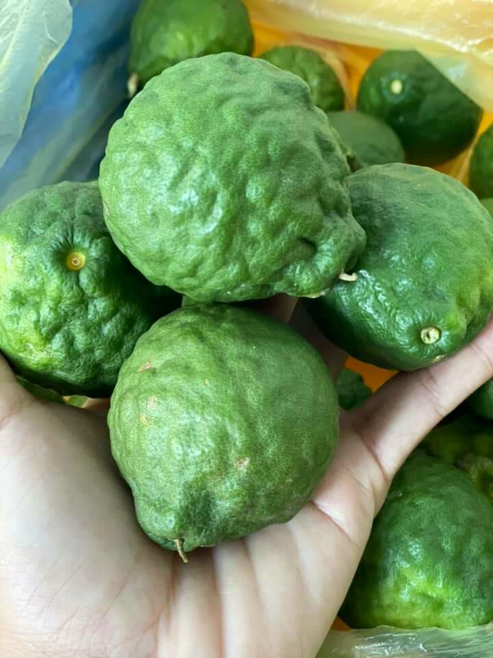 cây chúc ang giang