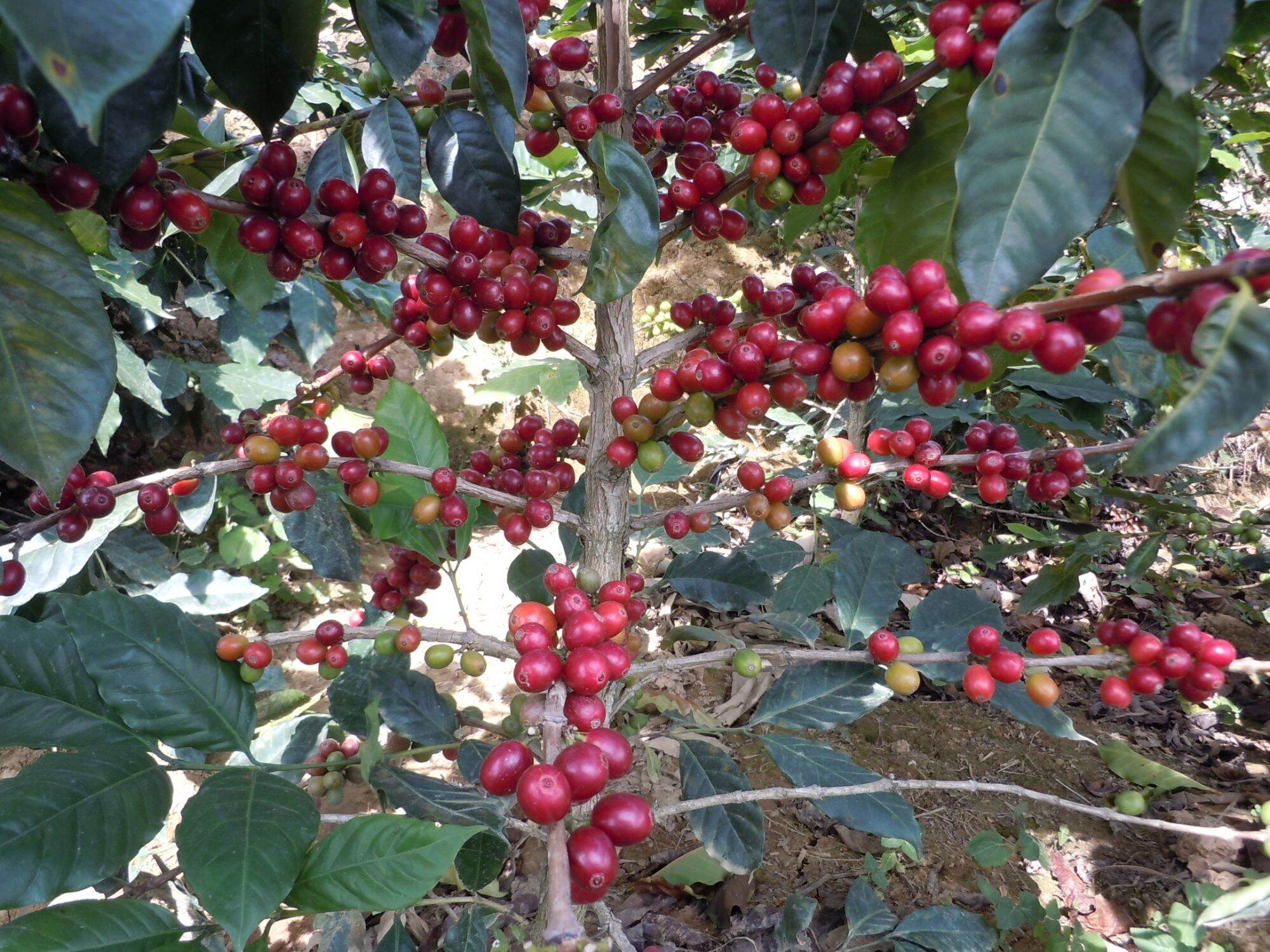 Hạt cafe arabica