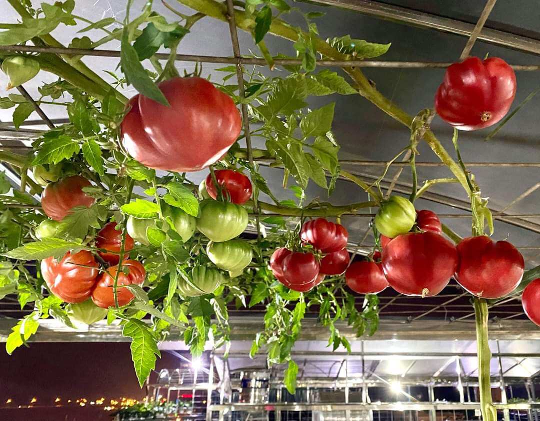 20 HẠT GIỐNG CÀ CHUA TRÁI TIM NHẬP KHẨU NGA