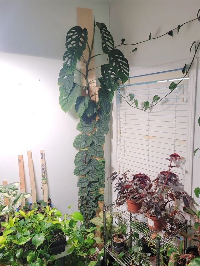 Cây monstera dubia
