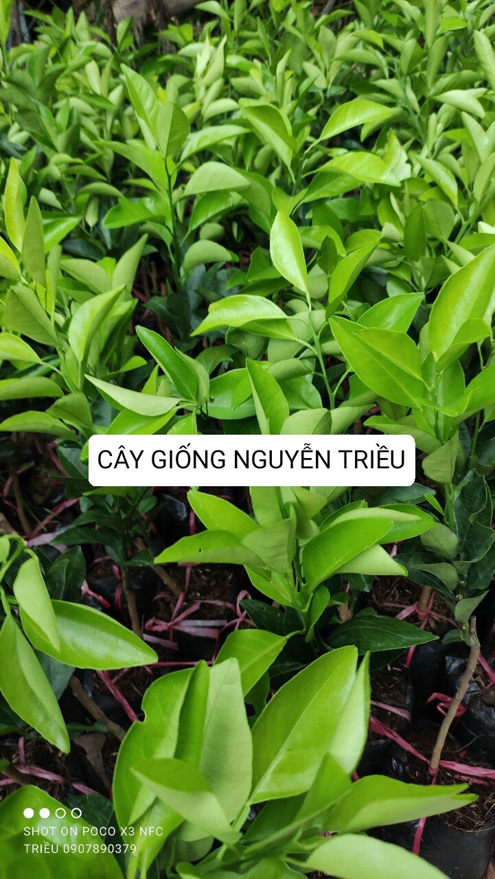 Cây giống cam xoàn