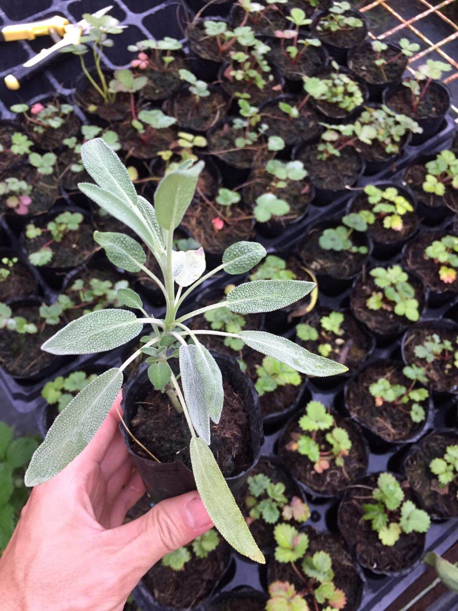 cây giống Xô thơm (Common sage)