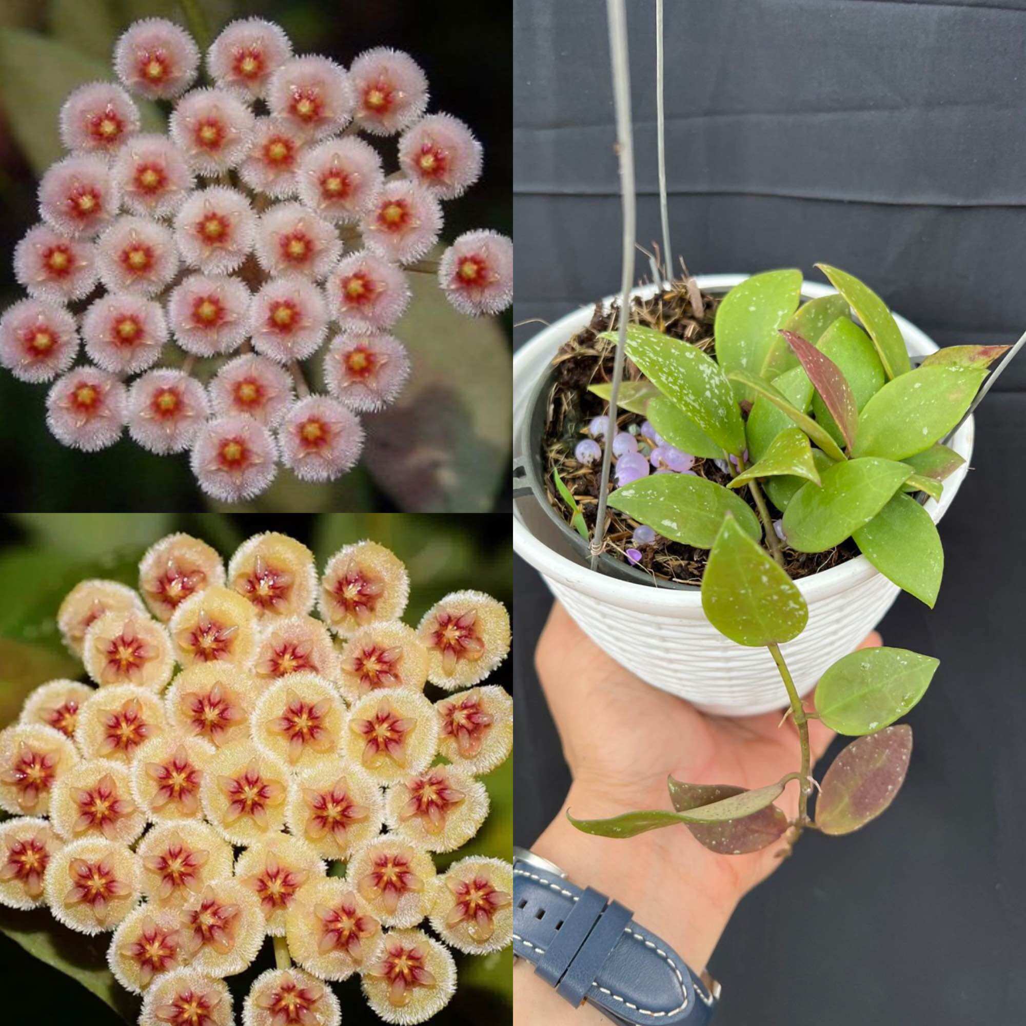 Hoa Cẩm cù hoya Waliniana nhiều kích thước, là lên màu đỏ khi trồng nhiều nắng, hoa rất đẹp, thơm, phát triển nhanh