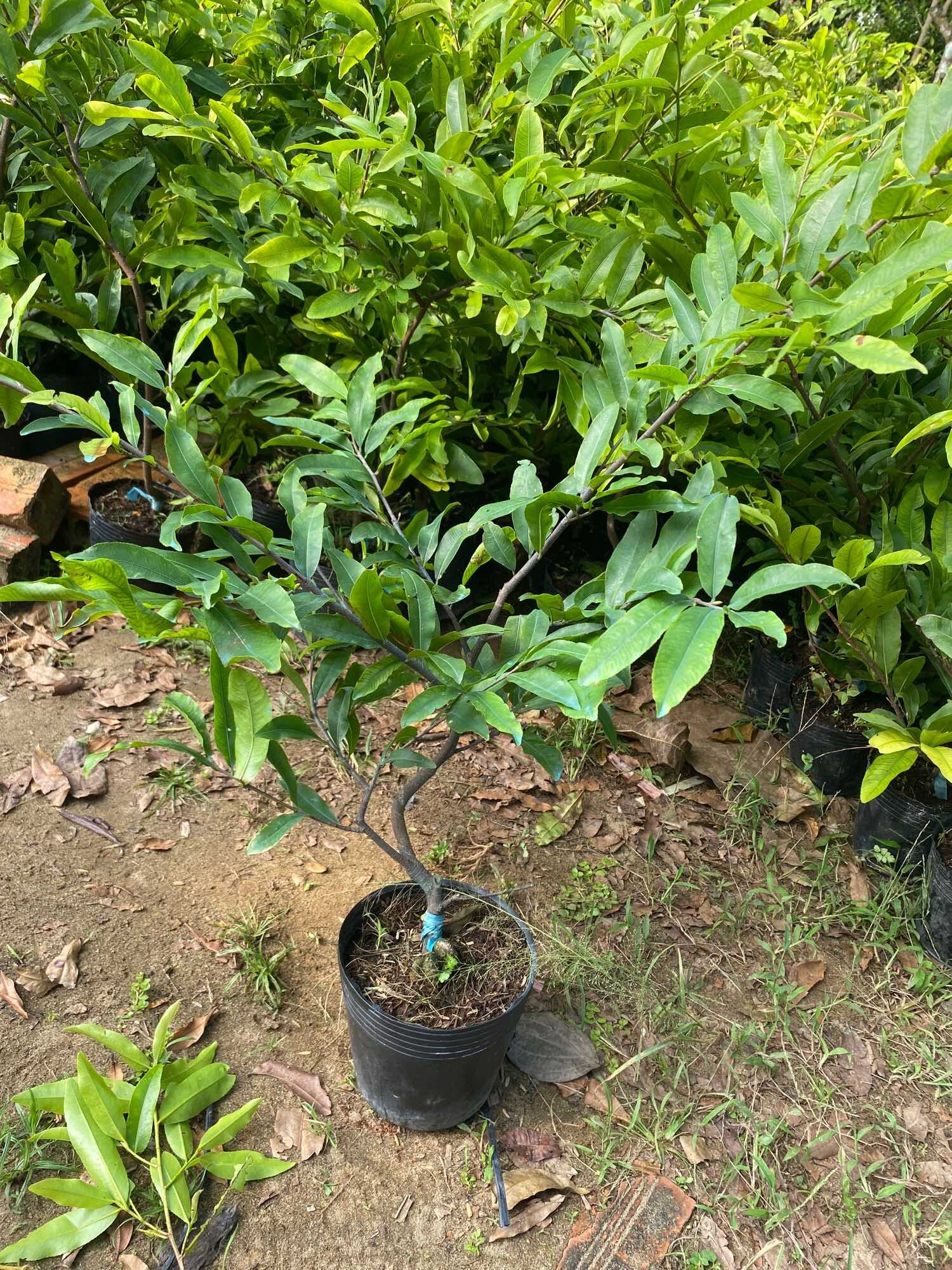 Combo 3 Mai vàng cúc thọ hương ( cao 30- 40 cm)