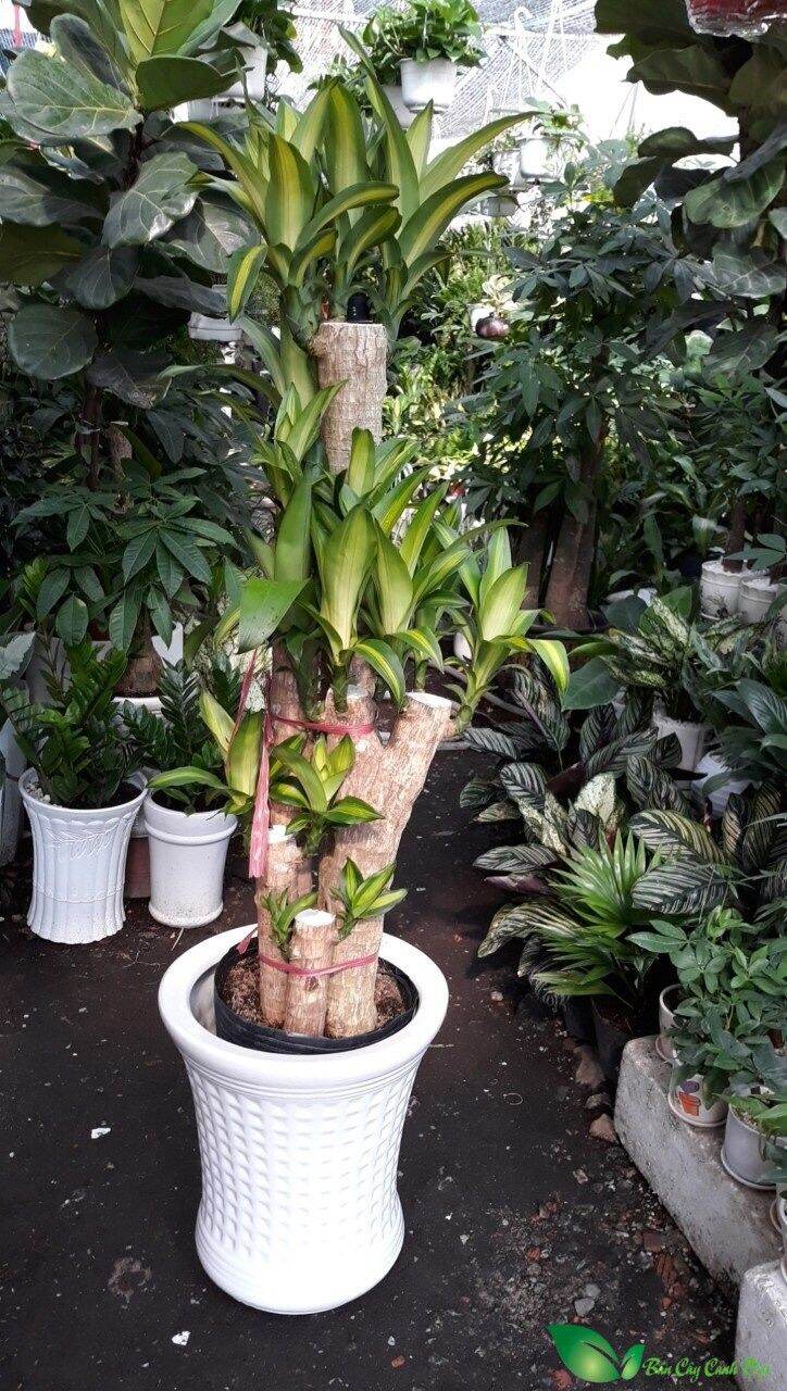thần tài lá vàng - lá xanh cắt khúc (thiết mộc lan, cây phát tài)