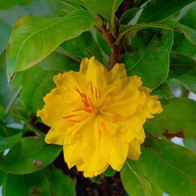 Cây giống Mai Cúc Đọt Xanh  [ Cây ươm từ hạt cao gần 1m ].