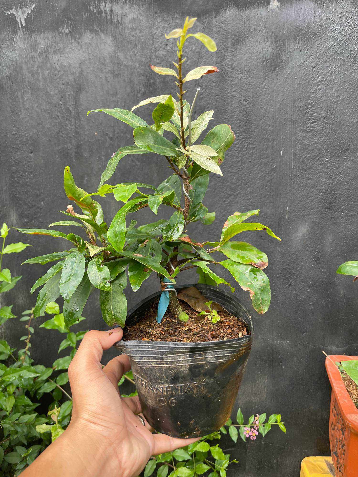 BẠCH MAI MIẾN ĐIỆN (cây mai hoa màu trắng) cây hoa mai đột biến ghép gốc mai vàng quấn rễ đẹp