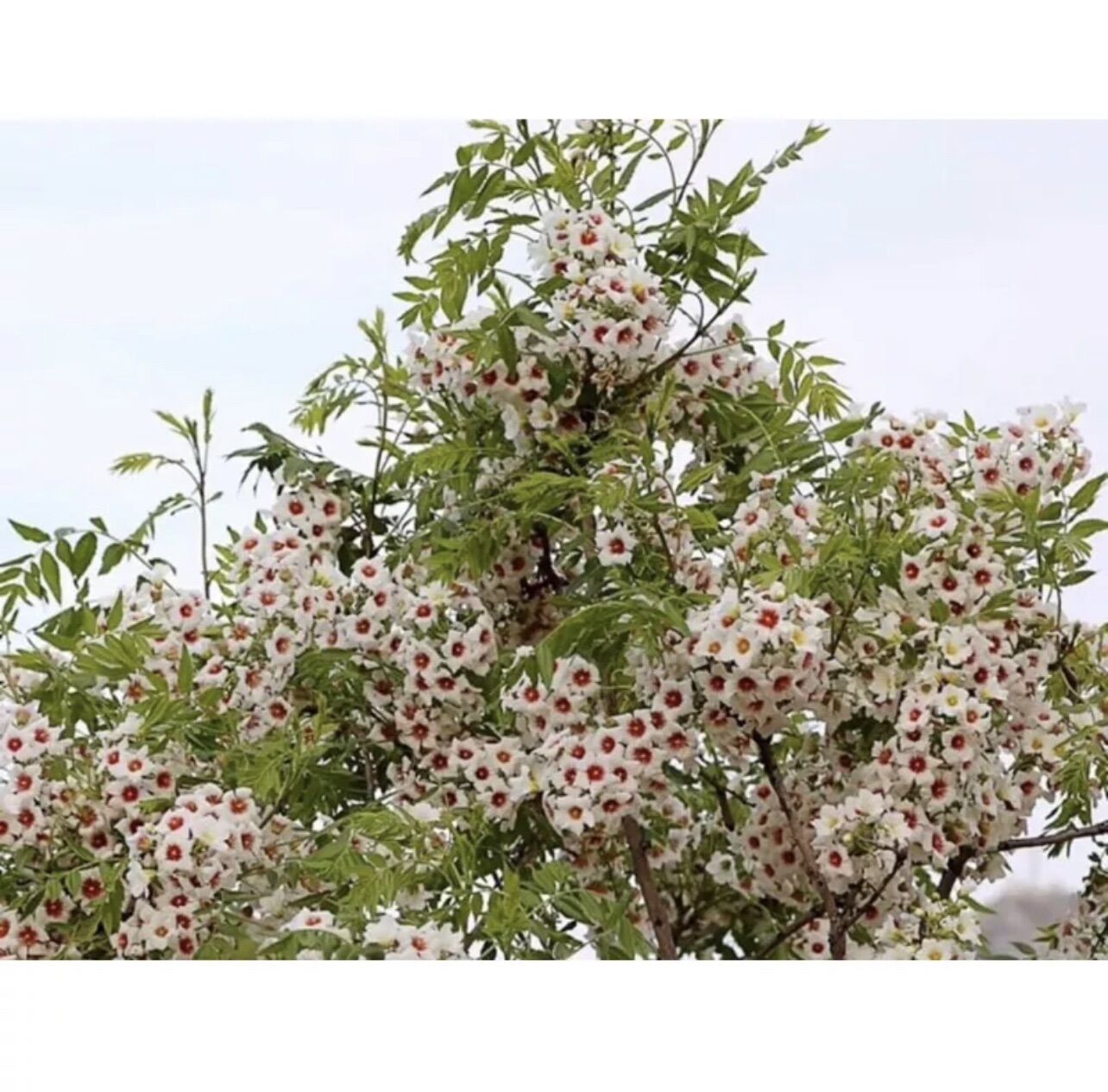 Cây giống hoa đế vương (1bầu cây)