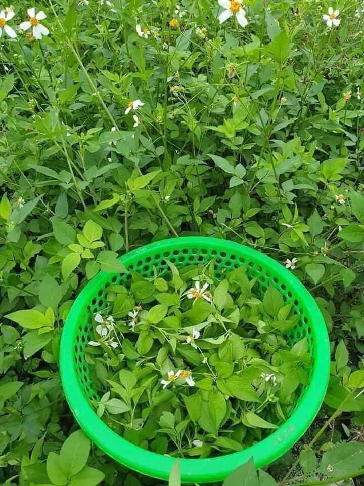 Hạt giống hoa xuyến chi - 100 hạt