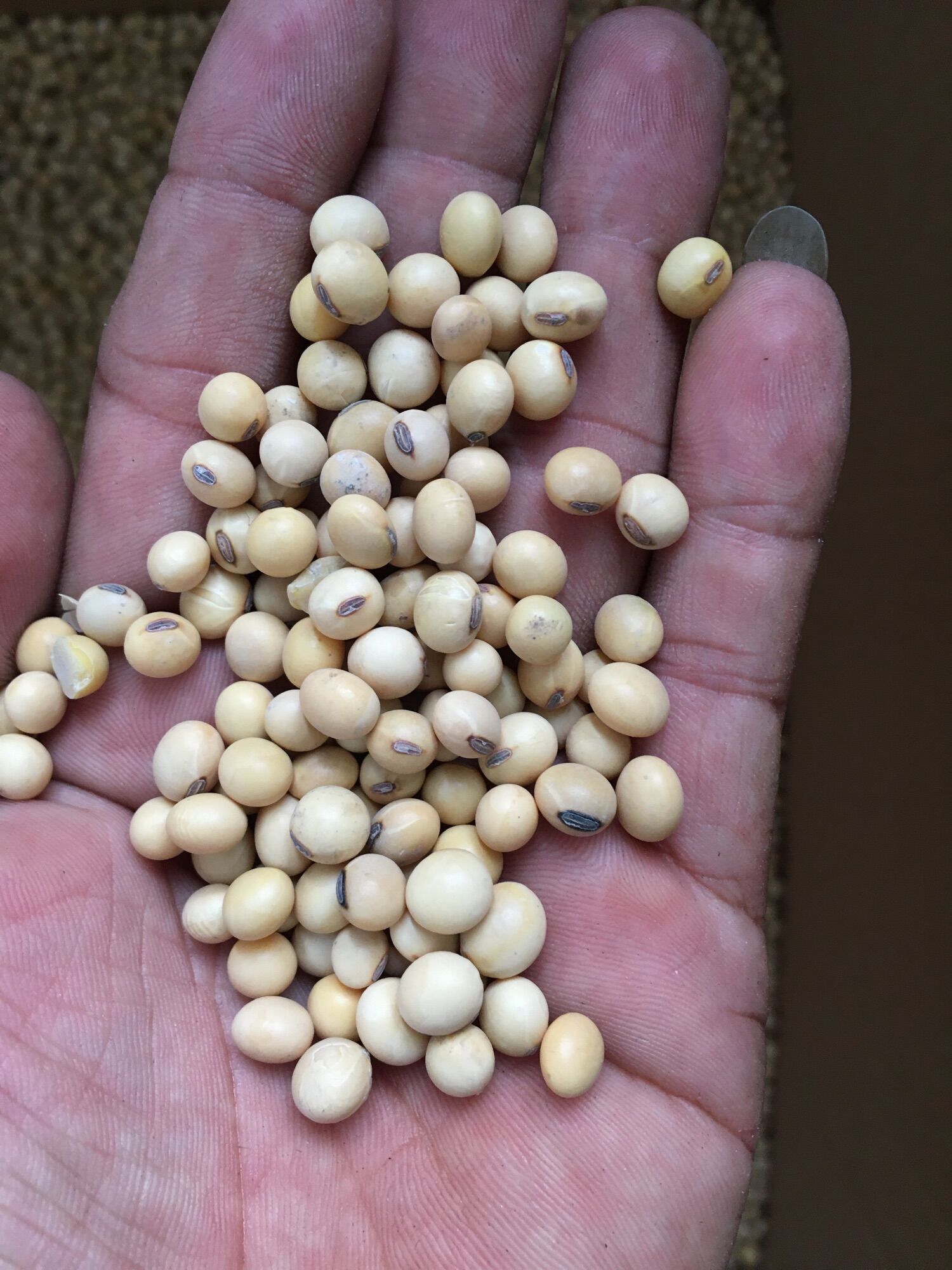 Đậu nành , đỗ nành đà lạt 1kg giá rẻ