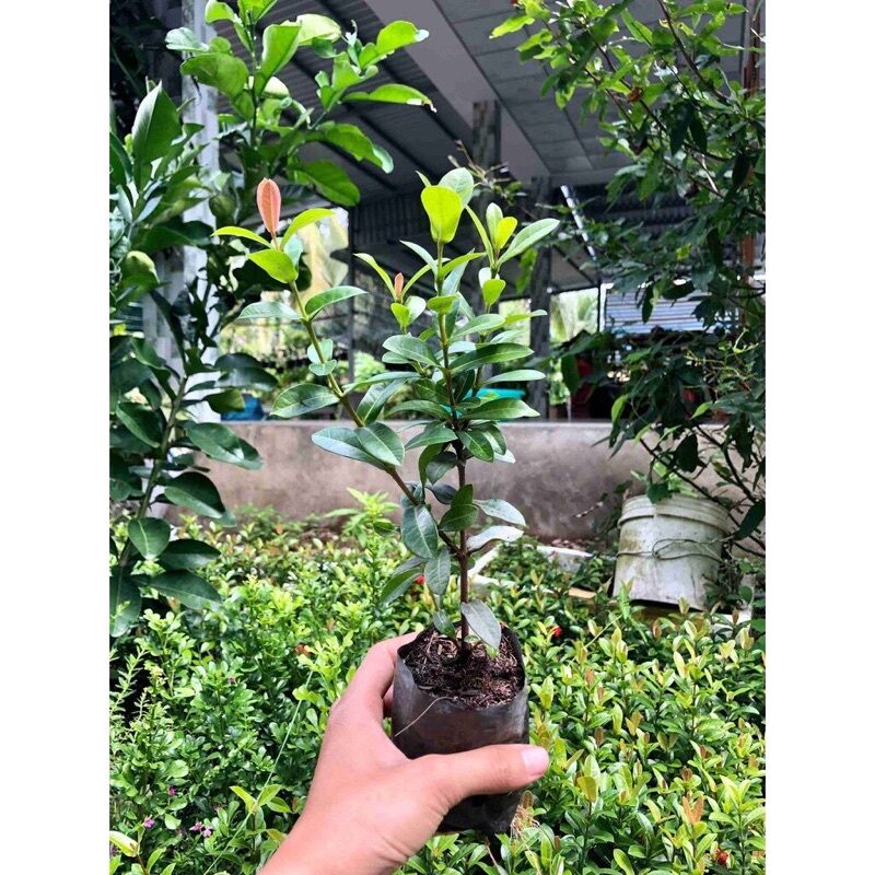 ♧♧♧ Cây giống bông trang (hoa mẫu đơn) sen đỏ