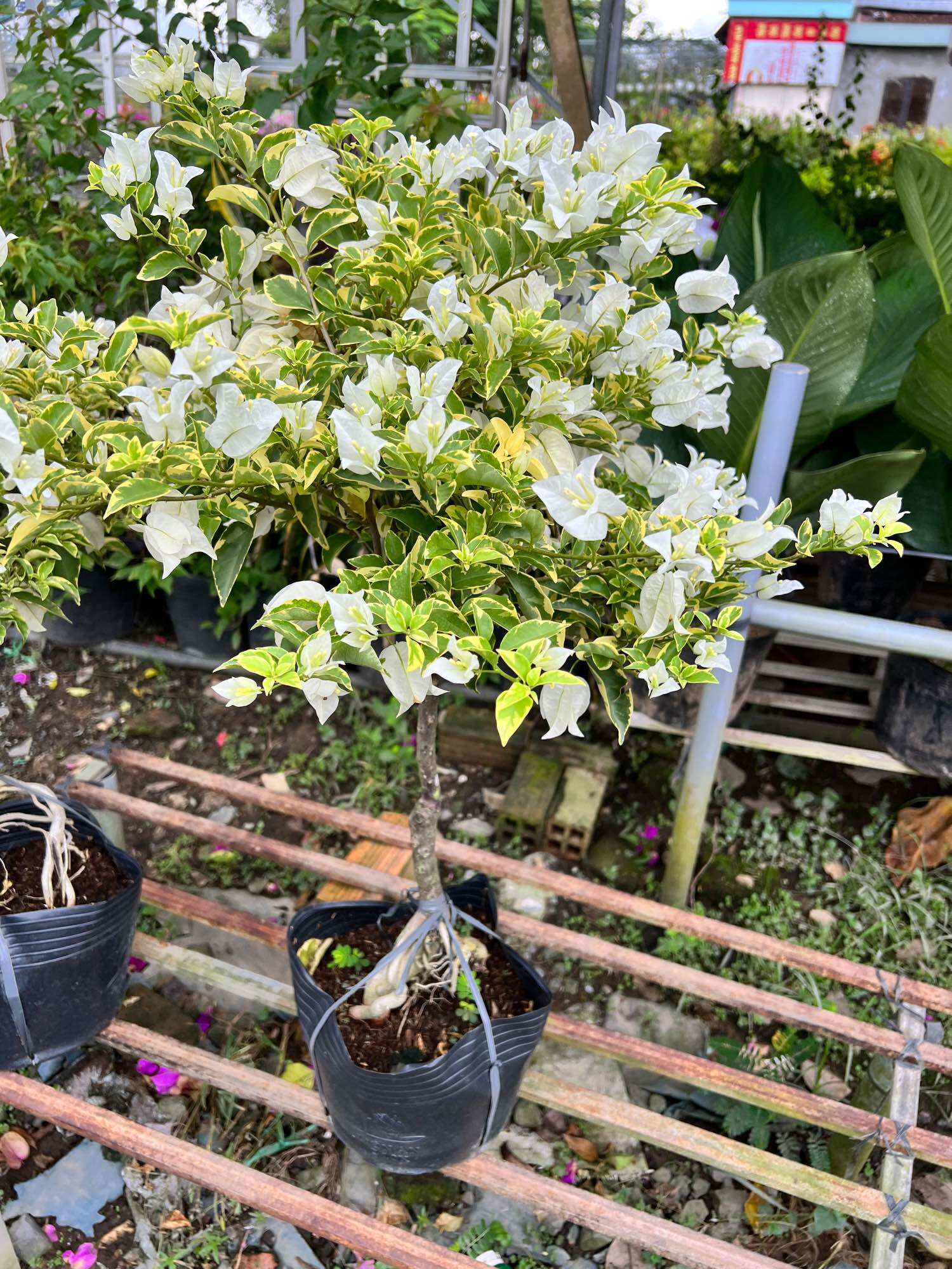 HOA GIẤY CẨM THẠCH TRẮNG , TÍM ,HỒNG