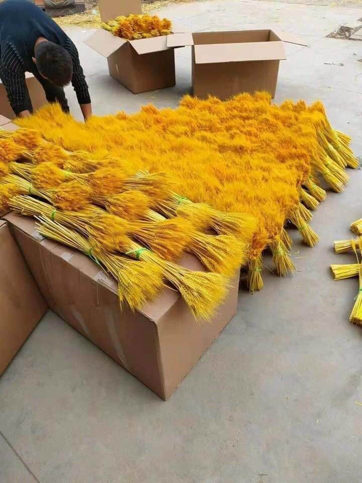 Hoa lúa mạch khô 100 bông