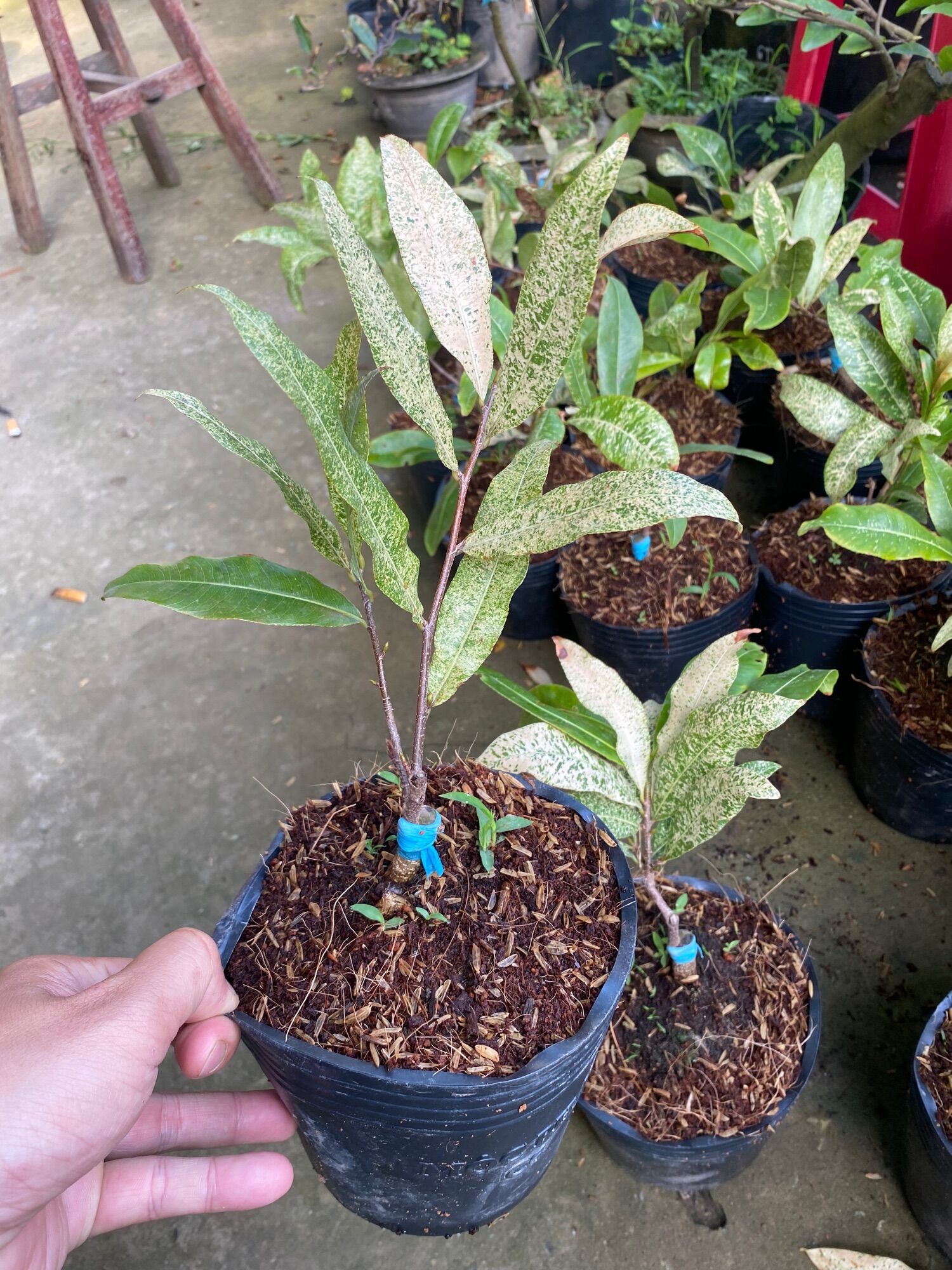 Cặp Mai Bạch kim