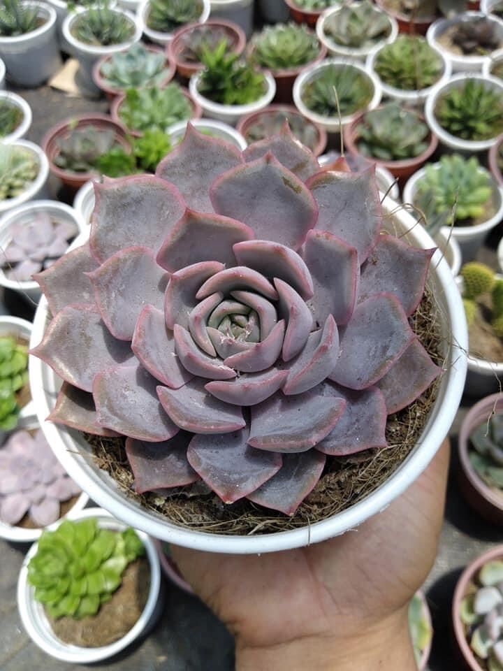 Sen đá liên đài hồng (size trung 10*10cm)