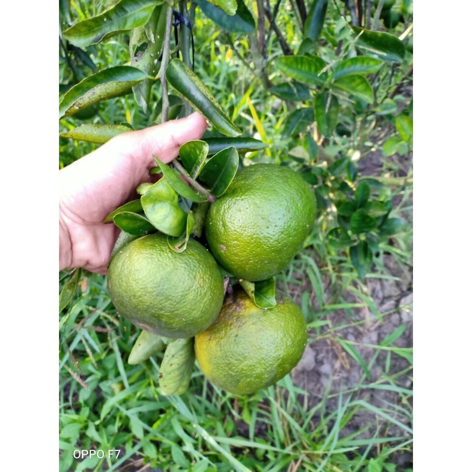 Cây cam sành giống