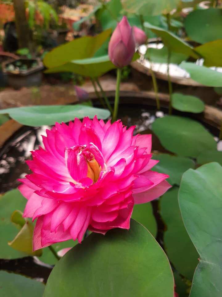 Củ Sen queen of heart rất sai hoa ( sen đỏ)
