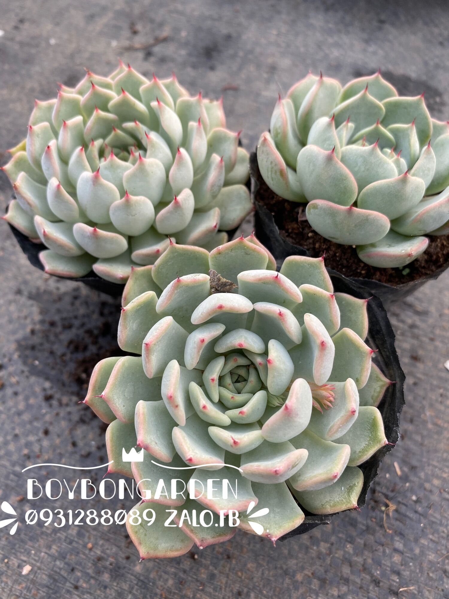 cây sen đá cúc gai bầu 6-7cm